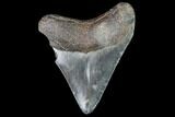 Juvenile Megalodon Tooth - Georgia #111635-1